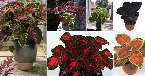 30 Best Coleus Varieties To Grow Different Types Of Coleus Plants