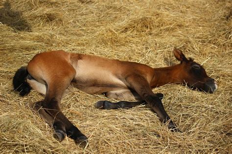 Sleepy Head Understanding Your Horses Sleeping Patterns