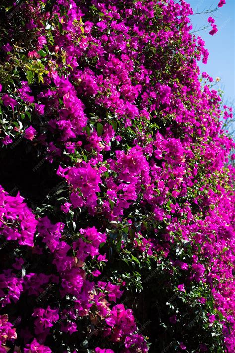 Premium Photo | Jacaranda trees with purple flowers