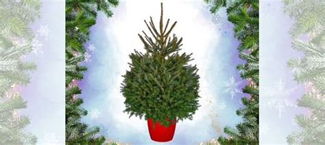 Живая ель в горшке Новогодняя от производителя купить в Подольске ...