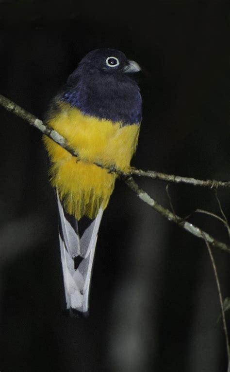 Green Backed Trogon Owen Deutsch Photography