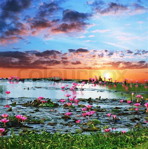 Wasser-flora | Stock Bild | Colourbox