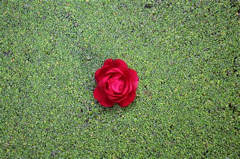 Rose Flow Wild Water Free Photo On Pixabay Pixabay