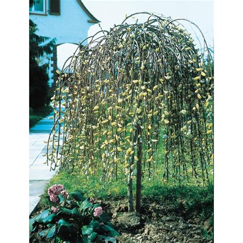 Yellow Weeping Pussy Willow Tree Feature Shrub In Pot With Soil LW At Lowes