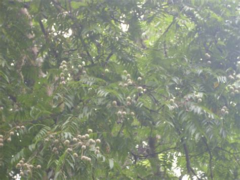 Lerak Soapnut Pohon Lerak Sapindus Mukorossi Soapnut Tree