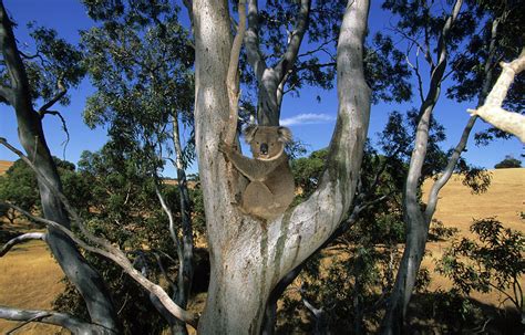 koala  gum tree kangaroo island south australia australia