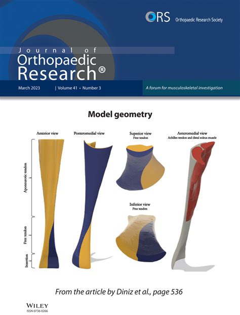 Journal Of Orthopaedic Research List Of Issues Wiley Online Library