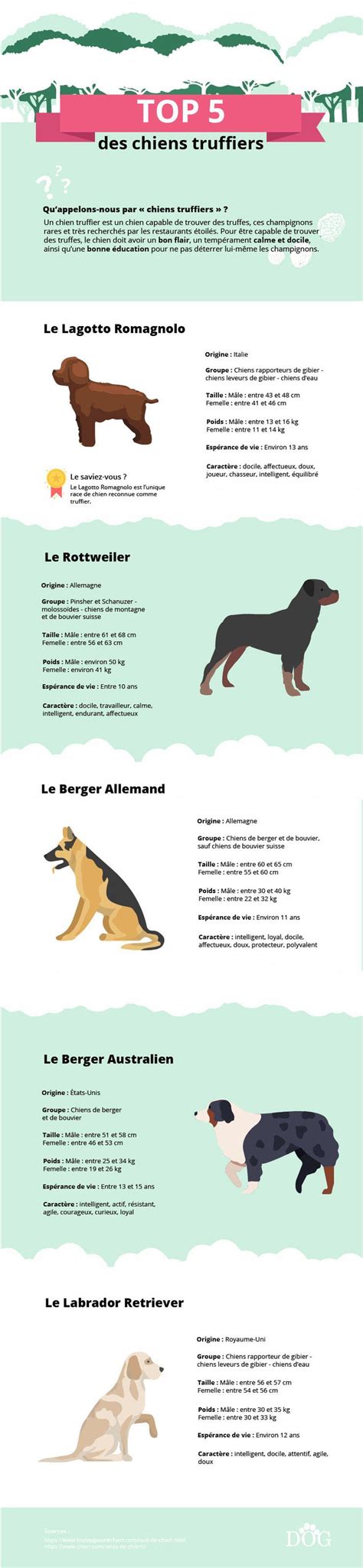 Les Meilleurs Chiens Truffiers Chien Truffier Chien Labrador Retriever