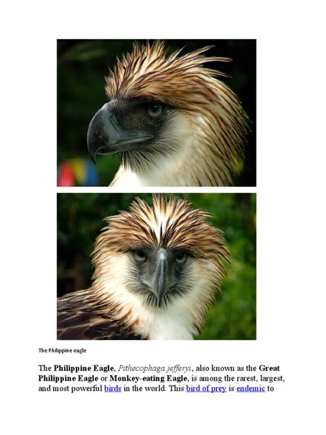 philippine eagle facts  conservation  predators eagle