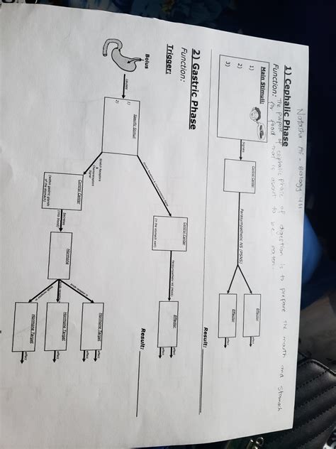 What Is The Cephalic Phase Of Digestion - RYZE Superfoods