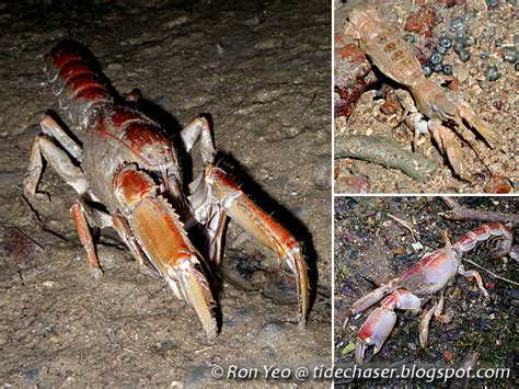 tHE tiDE cHAsER: Malacostracans (Phylum Arthropoda: Class Malacostraca ...