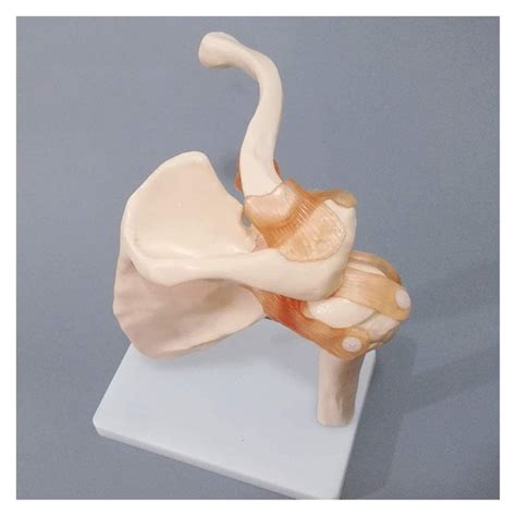 Buy Body Model Medical Shoulder Anatomy Model With Functional Ligaments