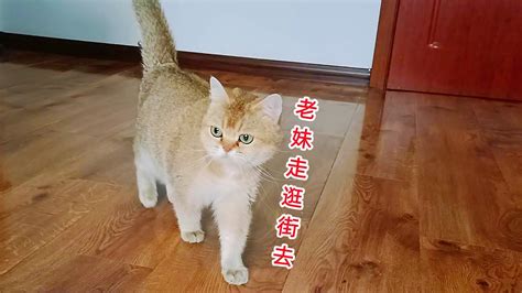 小母猫生下独苗后不吃不喝，主人急忙请猫姐姐帮忙，看有没有效果 Youtube