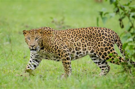 explore indialand  leopard population  india  indian states