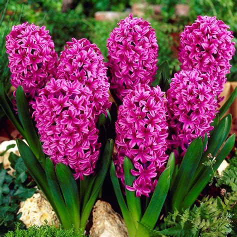 JACINTO – Vivero El Encanto