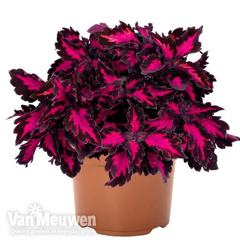 Coleus Stained Glassworks Royalty Van Meuwen