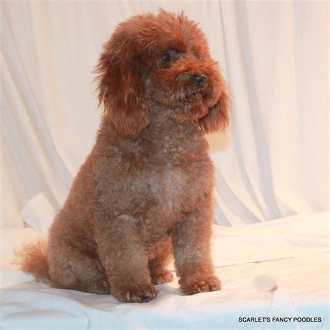 Riki Tiki Red Mini Poodle Akc Poodle Momma Dam Scarlet S Fancy