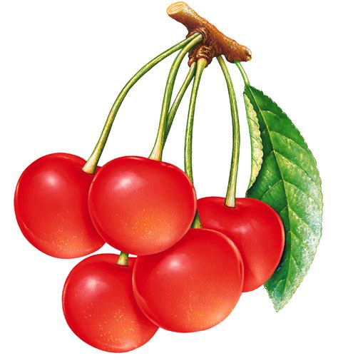 Черешня PNG фото