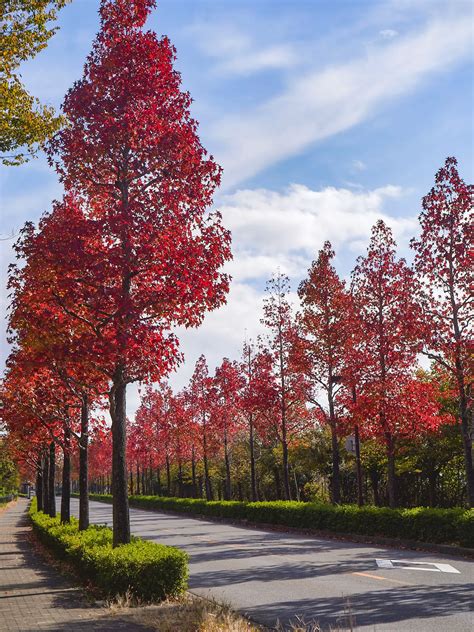 【関西紅葉シリーズ①（見頃かなり早い：10月末頃〜）】桂坂のモミジバフウ並木（京都） Bird癒しと幻想の絶景旅が投稿したフォトブック