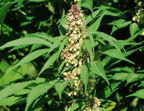 Cannabis sativa subsp. sativa