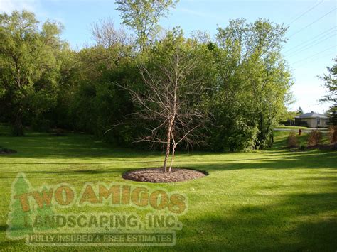 Tree ring edging - Two Amigos Landscaping Inc