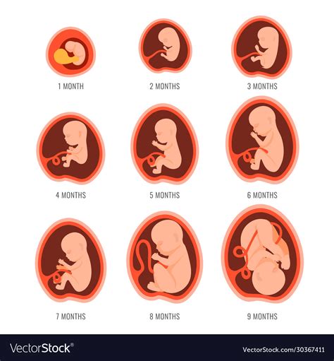 pregnancy fetal foetus development embryonic vector image
