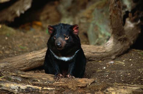 Why The Tasmanian Devil Is Endangered