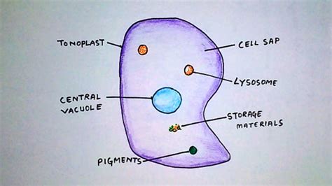 Vacuole Diagram