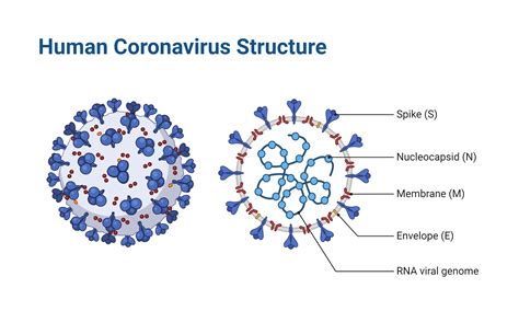 Human Coronavirus Structure Biorender Science Templates