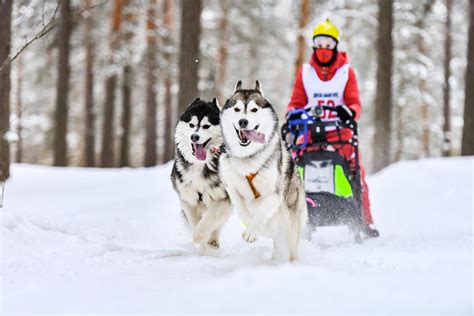 Siberian husky sled dog racing 11645872 Stock Photo at Vecteezy