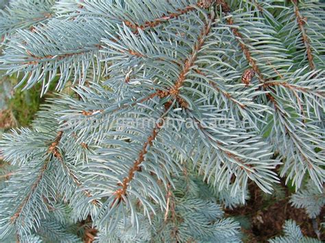 Ель колючая голубая Picea pungens