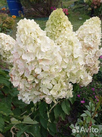 Гортензия Полярный медведь купить в Барнауле | Товары для дома и дачи ...