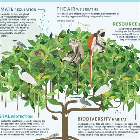 Growing African mangrove forests aim to combat climate woes – Los Angeles Sentinel