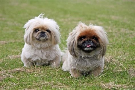 Peke-A-Chon (Bichon Frise Pekingese Mix): A Sweetheart of a Dog