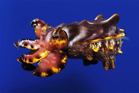 Breakthrough 'Tentacles' Exhibit Explores Remarkable World of Octopuses