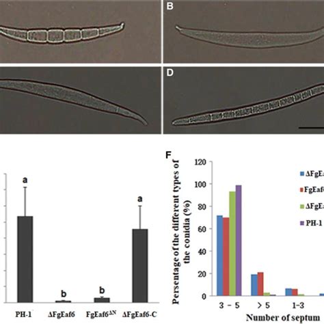 conidiation   strains   types  conidia produced