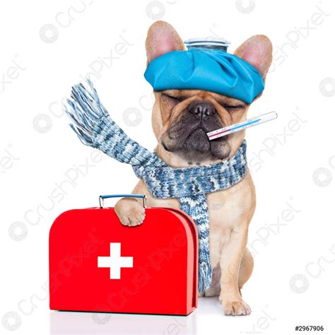 guide to dog sick easily 9