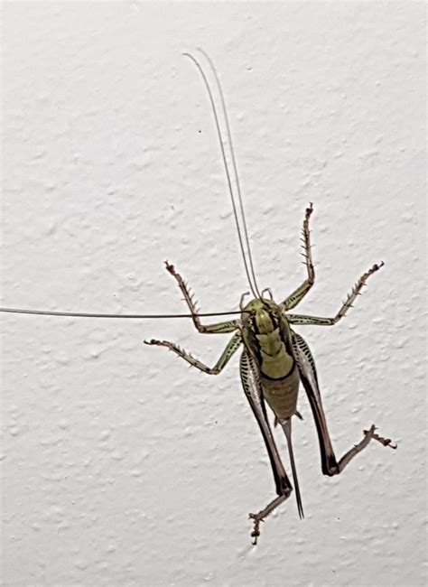 Marbled Bush Crickets In July 2021 By Pampelun INaturalist