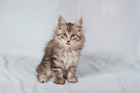 Питомник Курильских бобтейлов «Sneaking Lynx» - «Крадущаяся рысь» - г ...