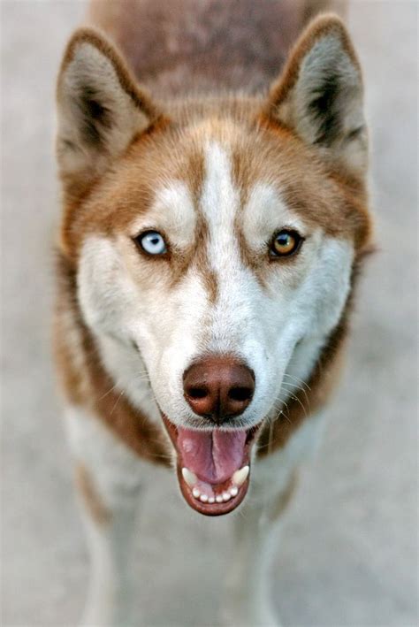 Precioso Husky Con Los Ojos De Diferente Color Fotografía De ★marice