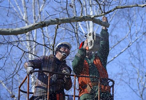 Arborists Cutting Branches Of A Tree With Chainsaw Using Truck Mounted