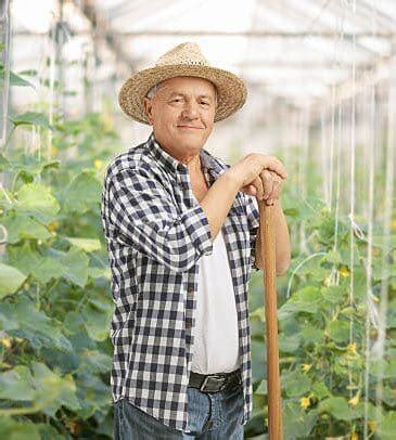 Чеснок который сажают целыми головками (кустовой): как сажать с фото