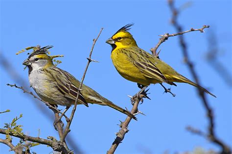 Foto Cardeal Amarelo Gubernatrix Cristata Por Guia Juan Anza Wiki