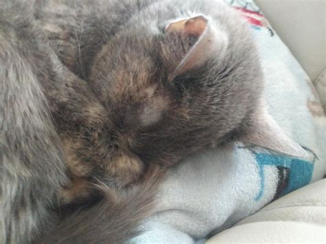 This Is My Cat Kia Rcats