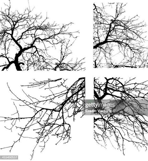 Hardwood Tree Leaves Imagens E Fotografias De Stock Getty Images