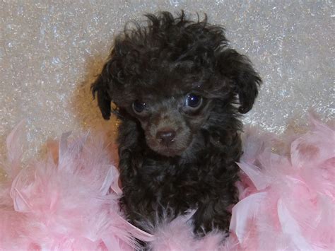 Teacup Poodle Puppies Take A Peek At Some Of Our Past Puppies