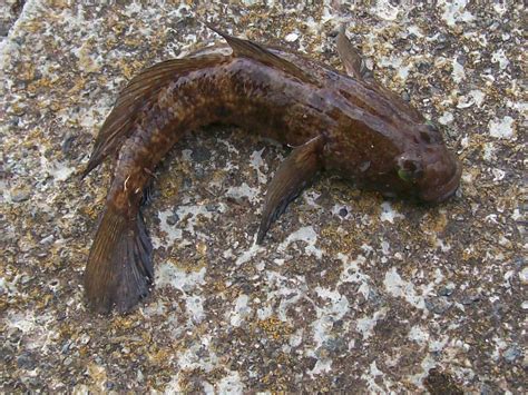 fishyfishy: Fish Identification, Gobies.