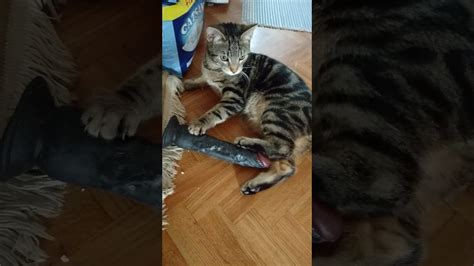 Cat Play With Dildo And The Voice Ist Sexy Youtube