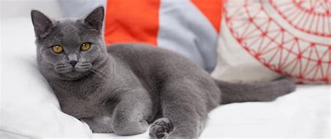 How Long Do British Shorthair Cats Live Short Hair Cattery