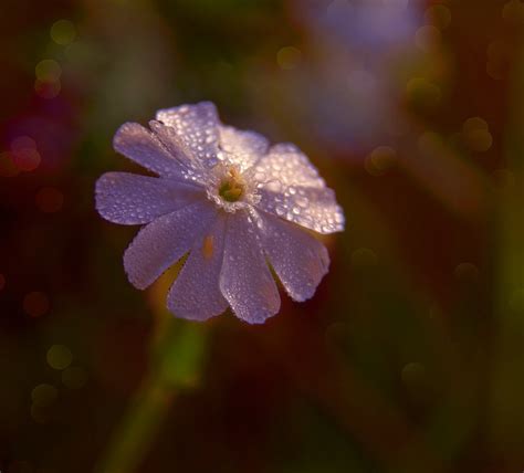 Kvetina Rosa Lesné Kvety Fotografia Zdarma Na Pixabay